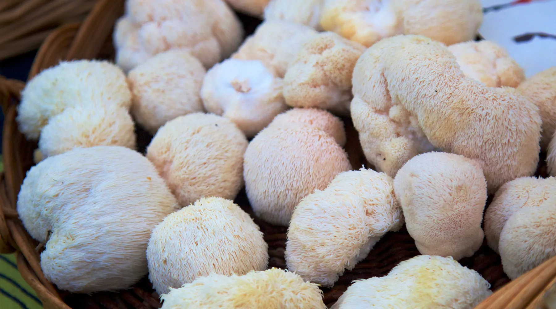 Lions Mane mushrooms