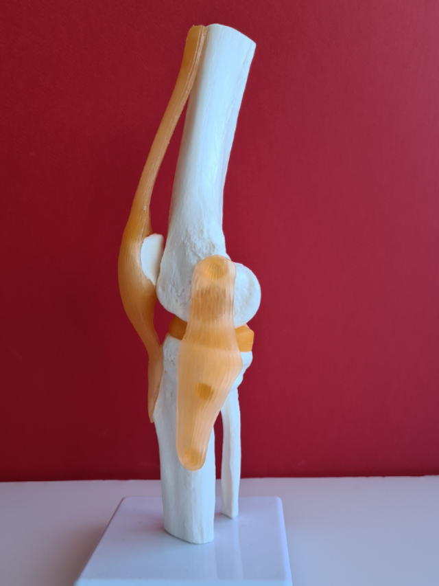 Improving Joint and Tendon Health with Peptides